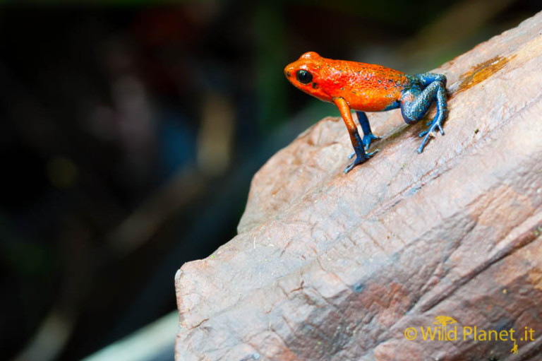 Strawberry poison-dart frog (Oophaga pumilio)