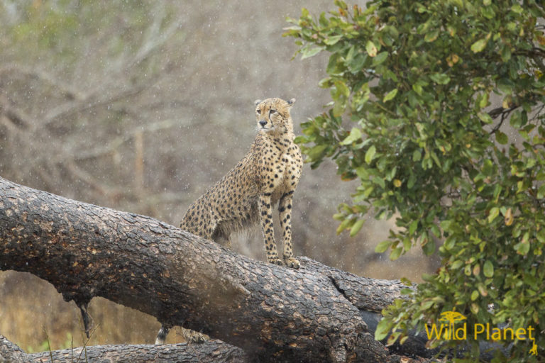 Cheetah in the rain